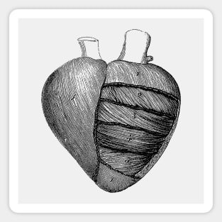 Heart Diagram - Vintage Anatomy Magnet